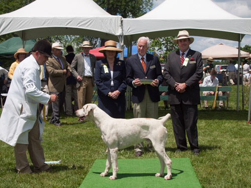 Class 407, Champion Crossbred Dog: Green Spring Valley Wallace 2012