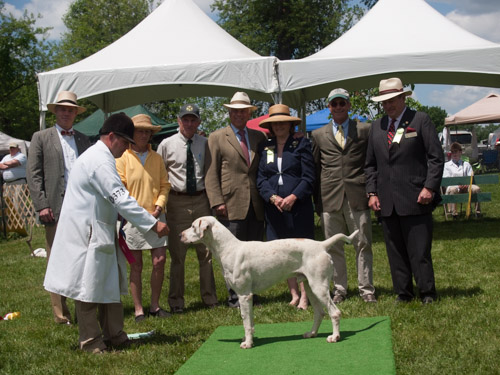 Class 407, Champion Crossbred Dog: Green Spring Valley Wallace 2012