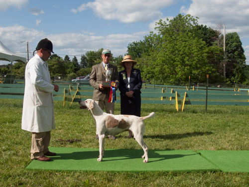 Class 414, Champion Crossbred Bitch: Green Spring Valley SEEMLY 2011