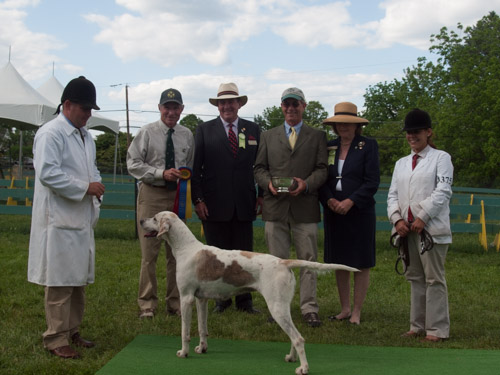 Class 417, Champion Crossbred Foxhound: Green Spring Valley SEEMLY 2011