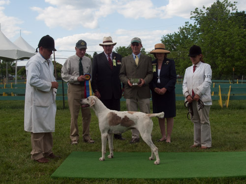 Class 417, Champion Crossbred Foxhound: Green Spring Valley SEEMLY 2011
