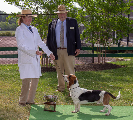 kerri-hannum-smyth-monkton-hall-bassets_53004709895_o