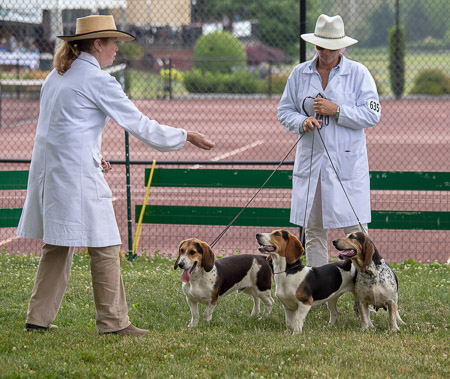 monkton-hall-bassets_53004811153_o