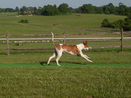 Class 700 Chp. Foxhound