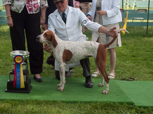 Class 215, Champion American Foxhound: Potomac KNICKERS 2013