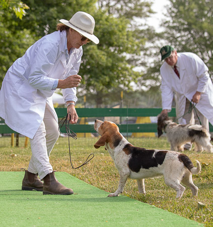 monkton-hall-basset-trainer_53004712745_o