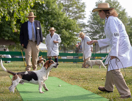 monkton-hall-basset-victor_53004488934_o