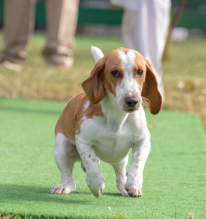 rufus-hill--hollow-bassets_53004811188_o