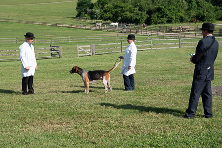 Fox Hound Grand Champion and Best in Show