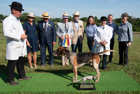 Fox Hound Grand Champion and Best in Show