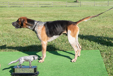 Fox Hound Grand Champion and Best in Show