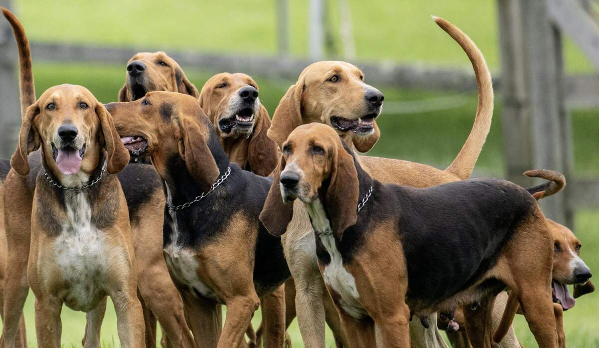 Group of hounds