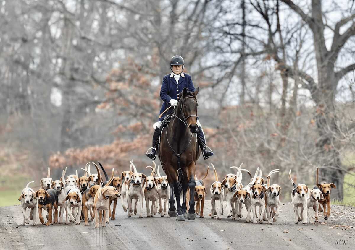 huntsman on bay horse with hounds around horse