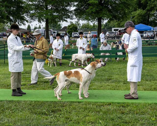 Two hounds standing with handlers